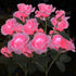 2-Pack Color Changing Solar Lights Path with 14 Rose Flowers for Outdoor