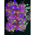 RGB Smart String Lights for Curtain & Party Decor with App Control - White Ball / 3x3M / AU - Strip and Rope Light